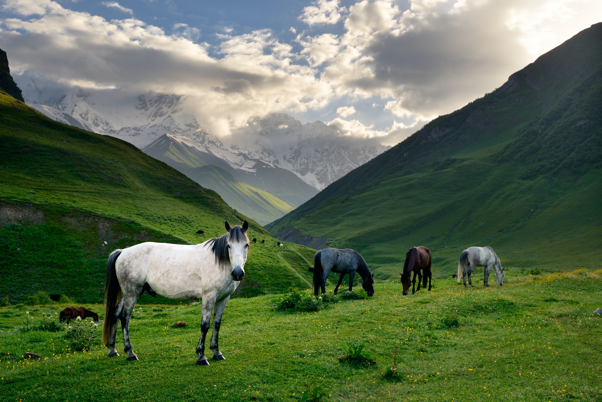 Horses grazing in valley, Ushguli village, Svaneti, Georgia